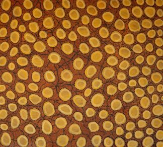 <br>Goanna - 6-26</br><br><i>Justina Willis.</i></br>