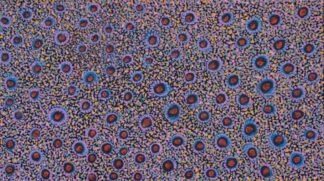 <br>Sturt Pea - 27-26</br><br><i>Allery Sandy</i></br>