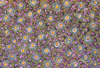 <br>Wildflowers of the Pilbara - 36-26</br><br><i>Allery Sandy</i></br>