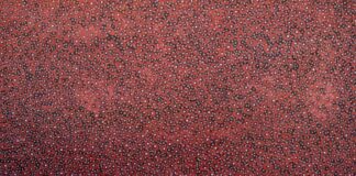 <br>Sturt Pea - 44-26</br><br><i>Melissa Sandy</i></br>