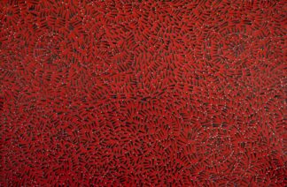 <br>Red Sturt Pea - 71-26</br><br><i>Melissa Sandy</i></br>