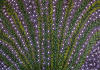 <br>Jumi Bushflower Medicine - 75-26</br><br><i>Madeline Sandy</i></br>