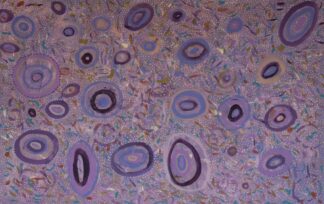 <br>Pilbara Wildflowers and Seeds (Justina) - 144-26</br><br><i>Justina Willis</i></br>