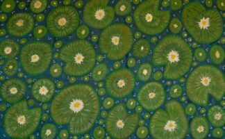<br>Millstream Water lily - 241-26</br><br><i>Madeline Sandy</i></br>