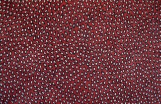 <br>Sturt Pea - 252-26</br><br><i>Melissa Sandy</i></br>