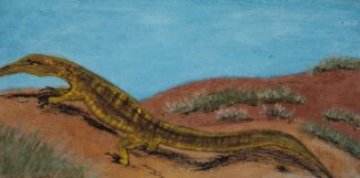 <br>Goanna - 125-26</br><br><i>Rodney Adams</i></br>